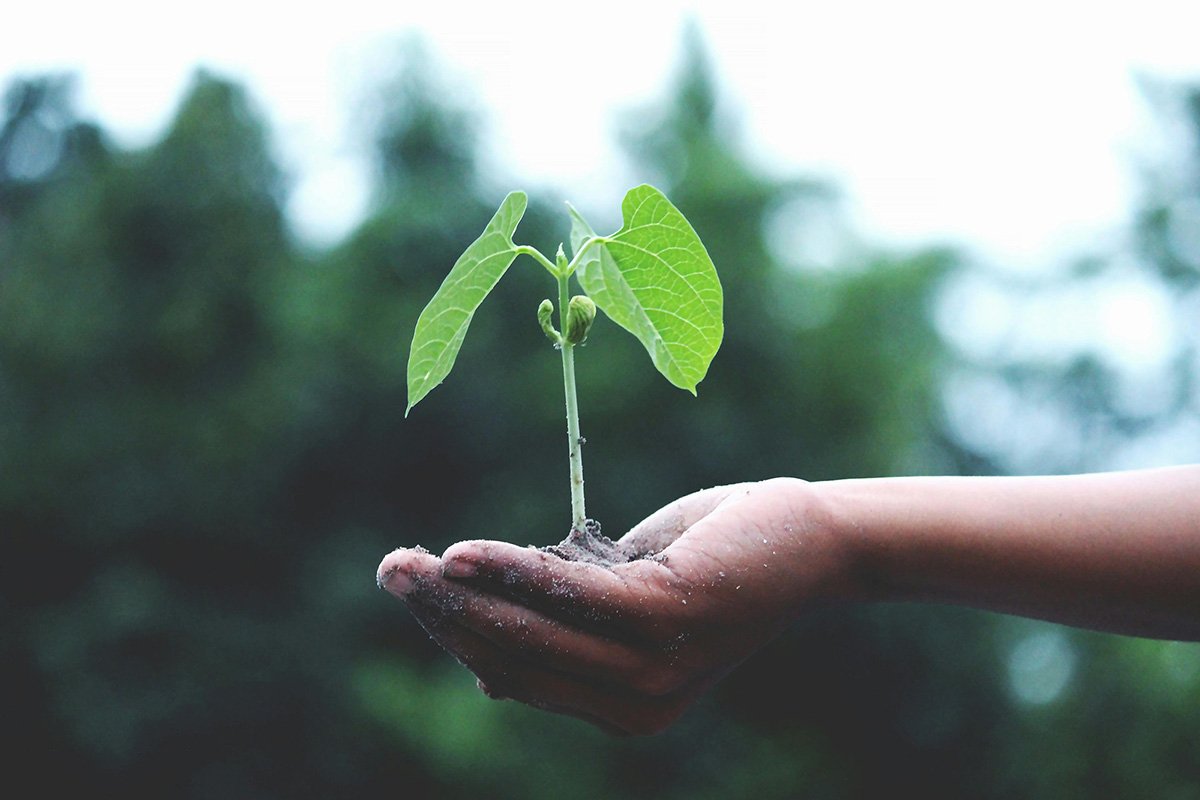 HAND-WITH-SEEDLING---GROWTH