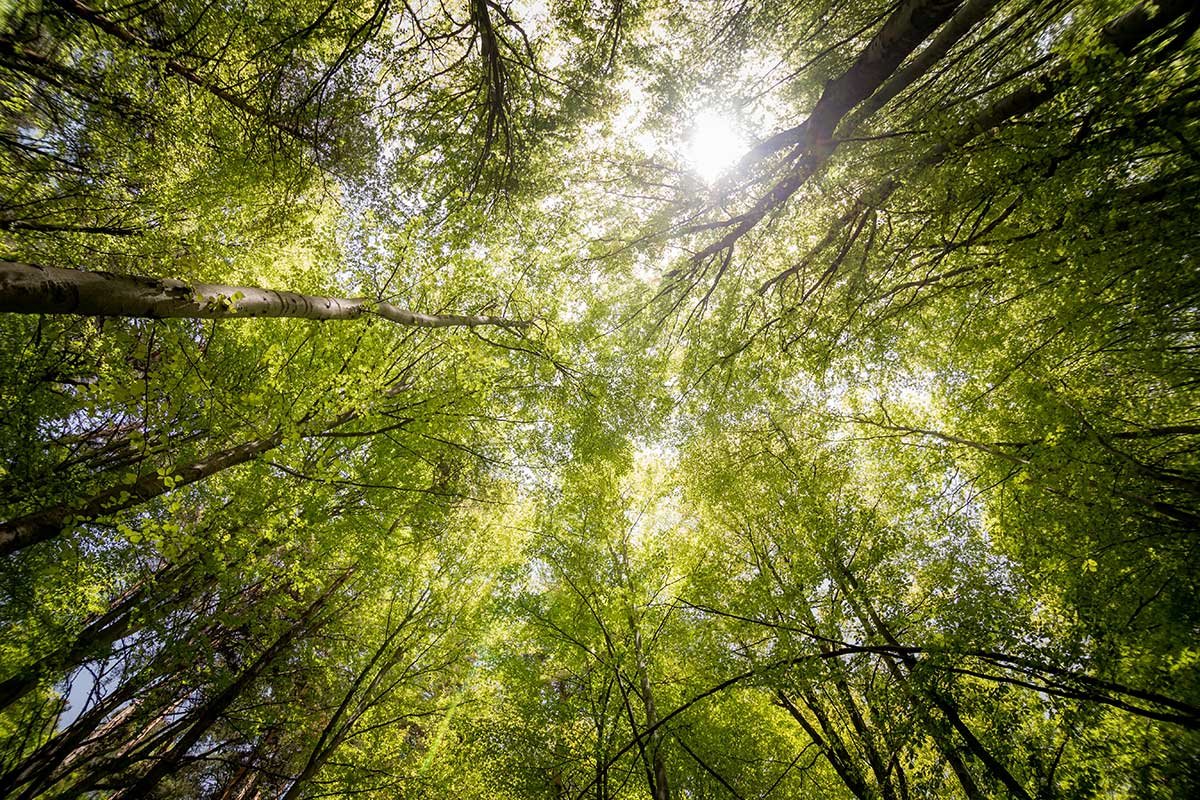 TREE-CANOPY